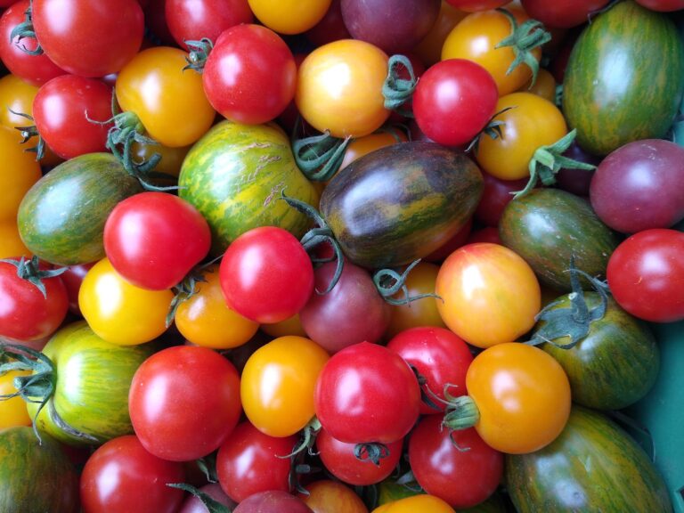 Bunter TomatenMix