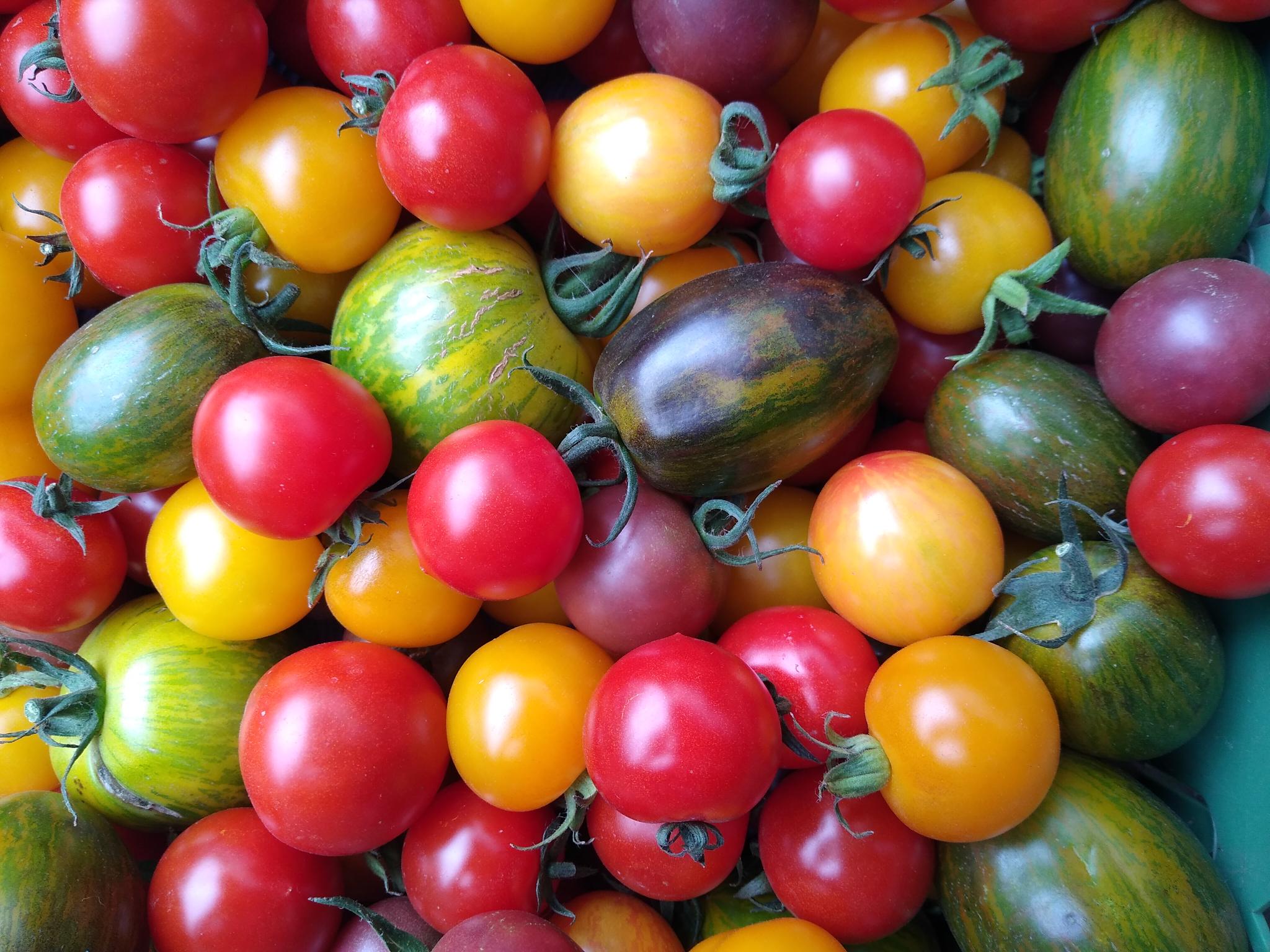 Bunter TomatenMix
