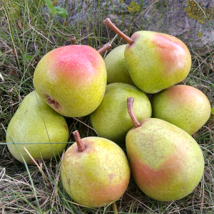 Biohof am Elm: Bio-Birnen aus Evessen