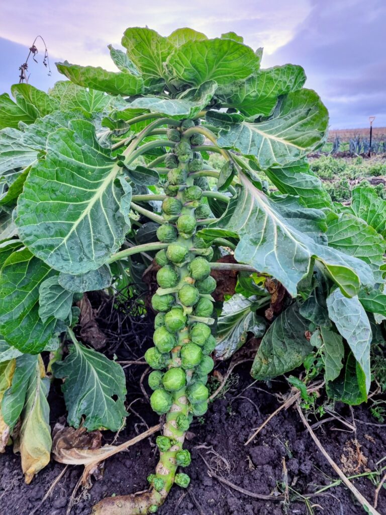 KW 2: regionaler Rosenkohl